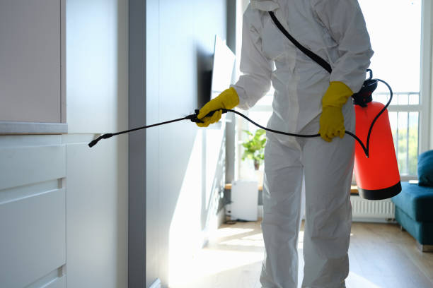 Best White Mold Remediation in Morton Grove, IL