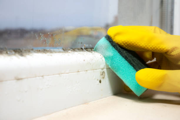 Best Bathroom Mold Remediation in Morton Grove, IL