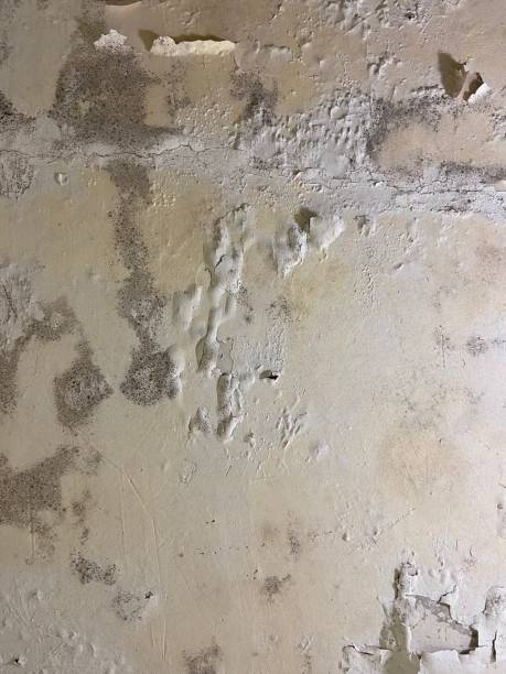 Best Health and Safety Mold Remediation in Morton Grove, IL