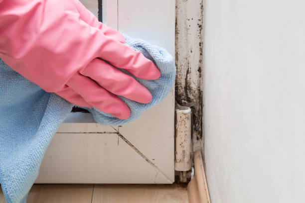 Best Kitchen Mold Remediation in Morton Grove, IL